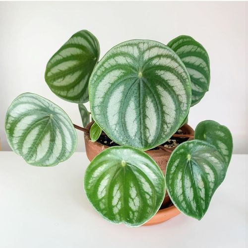 Capteur intelligent pour plante intérieur