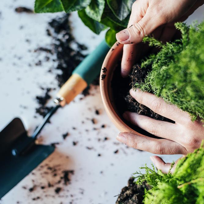 Créer et entretenir un espace vert est une activité à la fois enrichissante et bénéfique pour le bien-être.